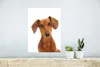 MuchoWow® Poster Porträt eines goldbraunen Dackels 30x40 cm Produktbild-Vorschau 5