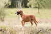 TRIXIE 19281, Hund, Schlaufenmaulkorb, L, Schwarz, Produktbild-Vorschau 12