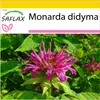 SAFLAX Kultivačný set - včelí balzam - Monarda didyma - 20 Náhľad obrázku produktu 10