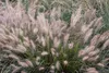 Stauden Gänge 1 x Pennisetum alopecuroides 'Cassian' im 1 Produktbild-Vorschau 2