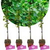 Set mit 4 Japanischer Walnussbaum – Ginkgo biloba – Höhe Produktbild-Vorschau 1