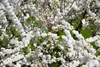 Prunus glandulosa 'Alba Plena', Mandorlo bianco, vaso da 3 Anteprima dell’immagine prodotto 2