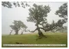 Wunderschönes Madeira (Wandkalender 2027 DIN A3 quer), Produktbild-Vorschau 13