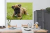 MuchoWow® Poster Boxerwelpe liegt im grünen Gras 180x120 cm Produktbild-Vorschau 3