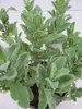 Cistus pulverulentus - Zistrose pulverulentus 25-30 Produktbild-Vorschau 2