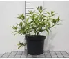 Forsythia hybr. 'Maree d'or'® ('courtasol'®) - Produktbild-Vorschau 1