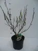 Stachyurus chin. 'Celina' - Chiński ogon perłowy 40- 50 cm Podgląd zdjęcia produktu 1