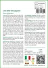 SAFLAX  - Lino delle fate gigante - 10 semi - Con substrato Anteprima dell’immagine prodotto 3