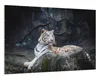 Wallario Wandbild Weißer Tiger auf einem Felsen, Größe: 61 Produktbild-Vorschau 2