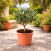 Olea europea - Drzewo oliwne - 15cm Doniczka Podgląd zdjęcia produktu 3