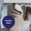 Canosept: Almohadillas para la higiene dental de perros, 50 Vista previa de la imagen del producto 6