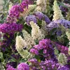 A close-up view of several blooming butterfly bushes with purple and white flowers. Produktbild-Vorschau
