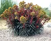 3 x Euphorbia martinii (Wolfsmilch) - Stauden Gänge Produktbild-Vorschau 3