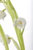 Maiglöckchen, im Topf - Convallaria majalis, weiß Produktbild-Vorschau 3