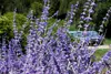 Stauden Gänge 1 x Perovskia atriplicifolia 'Blue Spire' - Produktbild-Vorschau 5
