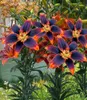 BALDUR Garten 6x Lilie 'Forever Susan', Zwiebeln, Produktbild-Vorschau 2