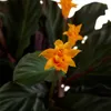 Bloomique - Calathea Crocata - Eternal Flame - Roślina Podgląd zdjęcia produktu 5
