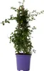 Säckelblume - Ceanothus thyrsiflorus Repens - Höhe 60-70cm Produktbild-Vorschau 1