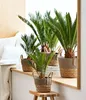 Dehner Sagopalmfarn, Cycas revoluta, palmenartige Produktbild-Vorschau 3