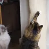 Two cats interacting with a scratching post. Produktbild-Vorschau