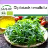 SAFLAX - BIO - Divoká raketa - Diplotaxis tenuifolia - 1500 Náhled obrázku produktu 10