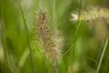 Pennisetum alopecuroides 'Hameln', Lampenputzergras, ca. Produktbild-Vorschau 3