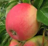 Apfelbaum `Pinova´ - Halbstamm, 160-180cm im 10L-Topf Produktbild-Vorschau 4