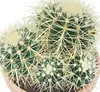 Echinocactus grusonii - Schwiegermutterstuhl - Kaktus - Produktbild-Vorschau 3