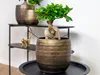 Bloomique - Ficus Ginseng - Bonsai Baum - Zimmerpflanzen - Produktbild-Vorschau 2