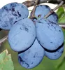 Pflaumenbaum ´JOJO´® Unterlage Myrobalan, wurzelnackt Produktbild-Vorschau 1