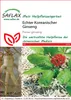 Artikelbild 1 von 'Ginseng' aus der Kategorie Exotische Samen Podgląd zdjęcia produktu