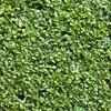 Buxus sempervirens 6 planten voor 1 laufenden Meter Productafbeelding-voorbeeld 4