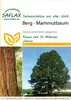 SAFLAX - Góra - Sekwoja - 50 Nasiona - Sequoiadendron Podgląd zdjęcia produktu 11