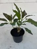 Goldkelch - Solandra maxima - Goldkelchwein - Götterpflanze Produktbild-Vorschau 2