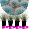 Set de 4 fétuques bleues - Festuca glauca 'Elijah Blue' - Voir les images du produit 1