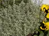 Thymus vulgaris, Echter Thymian, aromatisch, ca. 9x9 cm Produktbild-Vorschau 7