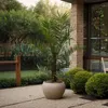 Kanarische Dattelpalme - 2 Stk - Phoenix canariensis - Höhe Produktbild-Vorschau 6