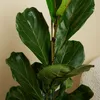 Bloomique - 2er Set - Ficus Lyrata - Geigenfeige - Produktbild-Vorschau 4