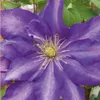 A close-up of a purple clematis flower with yellow stamens. Anteprima dell’immagine prodotto