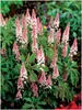 Stauden Gänge 3 x Tiarella Hybride 'Pink Skyrocket' - Produktbild-Vorschau 1