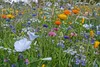 Biopon floreale prato erbe fiori 1kg Anteprima dell’immagine prodotto 3