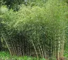 Stauden Gänge 3 x Fargesia robusta 'Pingwu' im C2 Topf - Produktbild-Vorschau 2