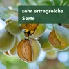 Meine Orangerie - Zwergobst Stämmchen Mandel - Zwergmandel Produktbild-Vorschau 3