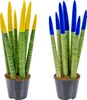 Bloomique - Lot de 2 - Sansevieria Velvet Touch - Langue de Voir les images du produit 2