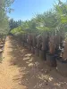 Palme Trachycarpus Fortunei – Hanfpalme Höhe ca. 160 cm, Produktbild-Vorschau 3