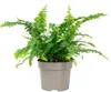 Schwertfarn 'Green Lady' - pflegeleichte Zimmerpflanze, Produktbild-Vorschau 1