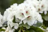 Rhododendron Hybr. 'Schneebukett', weiß, 30–40 cm Produktbild-Vorschau 8