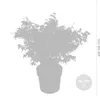 A silhouette of a Japanese Maple tree in a pot, with size indicators. Produktbild-Vorschau