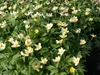 Anemone nemorosa, Buschwindröschen, weiß, ca. 9x9 cm Topf Produktbild-Vorschau 2