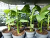 Bananenstaude 4 Stück Musa Basjoo 60 - 80 cm winterhart Produktbild-Vorschau 4
